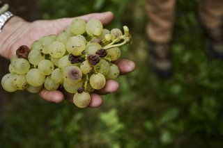 En moyenne, les vendanges ont eu lieu trois semaines plus tôt que la moyenne de la période trentenaire 1991-2020 en Suisse. C'était déjà le cas l'année dernière (image symbolique). KEYSTONE/THEOPHILE BLOUDANIS